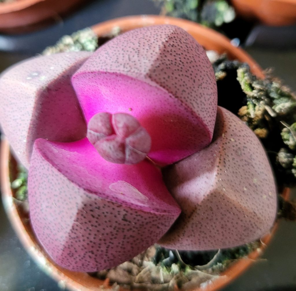 sukkulente pink , Pleiospilos nelii rubra, Pleiospilos, Lithops Sukkulenten, Lebende Steine, besondere Farbe, lila Blüte